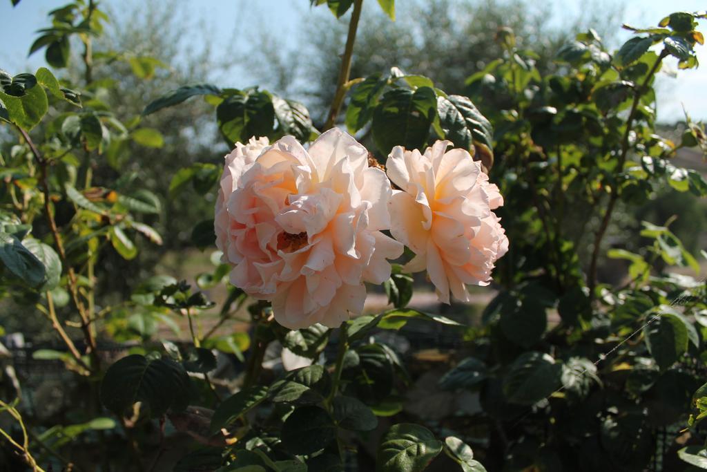 Agriturismo Su Recreu Ittiri Zewnętrze zdjęcie