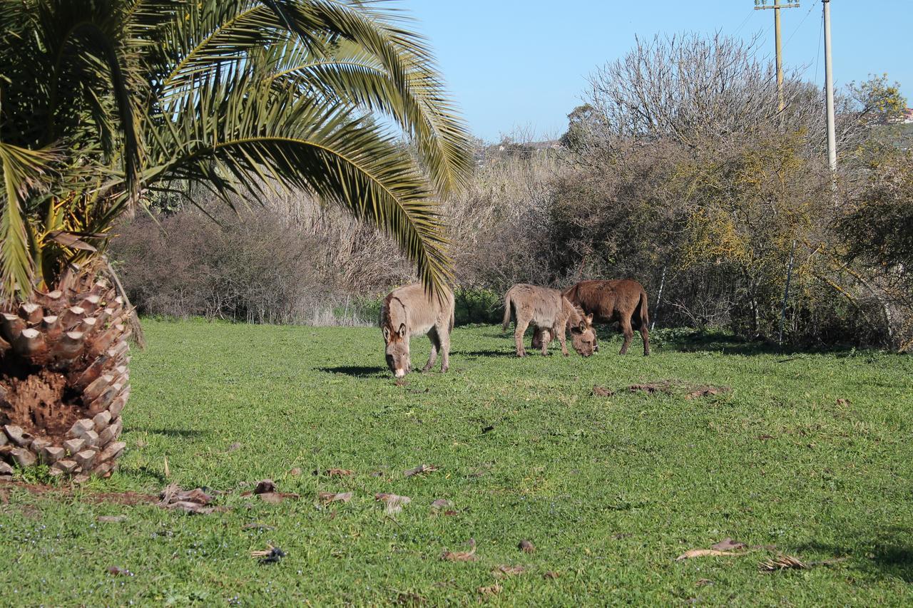 Agriturismo Su Recreu Ittiri Zewnętrze zdjęcie